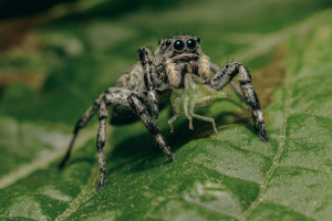 Fotógrafo revela mundo invisível dos insetos com macrofotografia; FOTOS