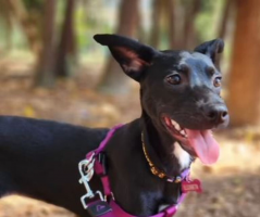 Após 2 meses do desaparecimento, morte da cachorra Elizabeth é confirmada na SP-310 
