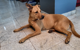 Conheça Caramelo, o cachorro que virou 'aussessor' da Câmara dos Vereadores de Batatais, SP