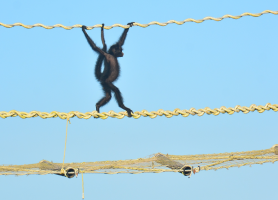 Filhote de primata ameaçado é flagrado usando ponte de dossel em Alta Floresta (MT)