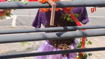 VÍDEO: Enxame de abelhas toma conta de manequim em loja de Taubaté