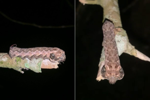 Lagarta se encolhe, infla a cabeça e imita cobra; vídeo revela defesa impressionante