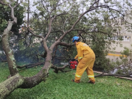 Chuva e vento de até 39 km/h derrubam cinco árvores em avenida de Cordeirópolis