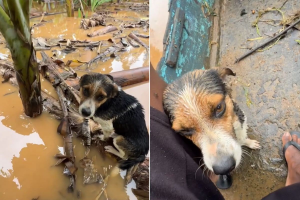 Jovem usa barco para resgatar animais durante enchente no Vale do Ribeira: 'Fazer a minha parte'; VÍDEO