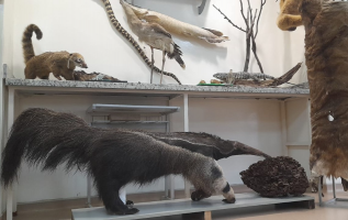 Universidade em Sorocaba usa museu de animais 'empalhados' para ensino e pesquisa; entenda técnica e legislação 
