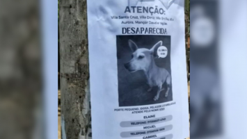 Pet hotel é condenado a indenizar família após cachorra desaparecer durante período de hospedagem