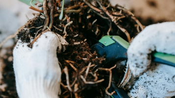 A poda estimula o crescimento e a saúde das plantas? Veja o que a ciência diz