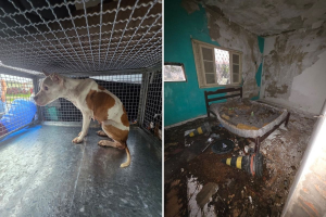 Cachorro com sinais de desnutrição é resgatado de imóvel em SP