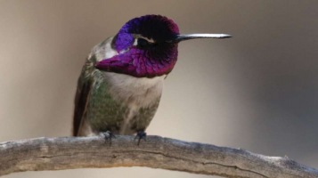 Brasileiro encontra beija-flores roxo e laranja nos EUA: 'Parecem joias voadoras'