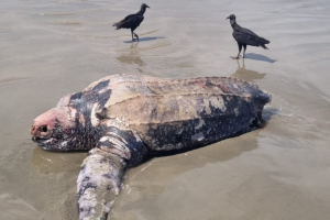 Tartaruga-gigante de cerca de 2 metros é encontrada morta no litoral de SP