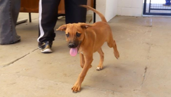 Campinas faz evento com adoção e serviços gratuitos em departamento de bem-estar animal