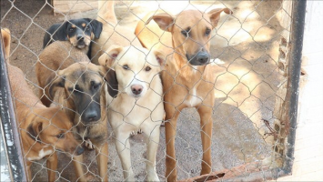 Itapeva promove feirão de adoção de cães e gatos neste sábado