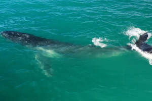 Baleia-jubarte é filmada por drone dando saltos no mar em SP; ASSISTA 