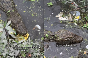União cobra limpeza de lagoa onde jacarés foram flagrados em meio ao lixo no litoral de SP; VÍDEO