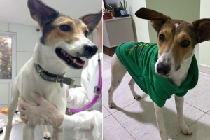 Justiça condena homem por maus-tratos a cachorro e proíbe guarda de animais; entenda 