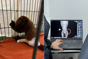 Bugio-ruivo 'César' é resgatado com fratura no fêmur; espécie é ameaçada de extinção