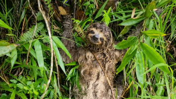Repórter resgata bicho-preguiça em rodovia de Mogi e se surpreende com 'despedida' do animal