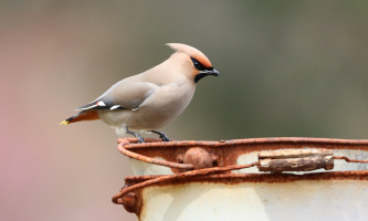 Brasileira vence desafio global com registros de sons de aves no Japão