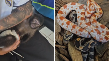 Macaco-prego e cobras exóticas são encontrados em casa após denúncia de comércio ilegal pelas redes sociais